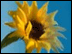 Sahana Logo